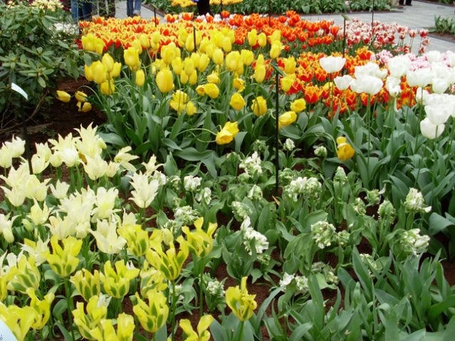 Amsterdam-Keukenhof-Brussel-Maastricht